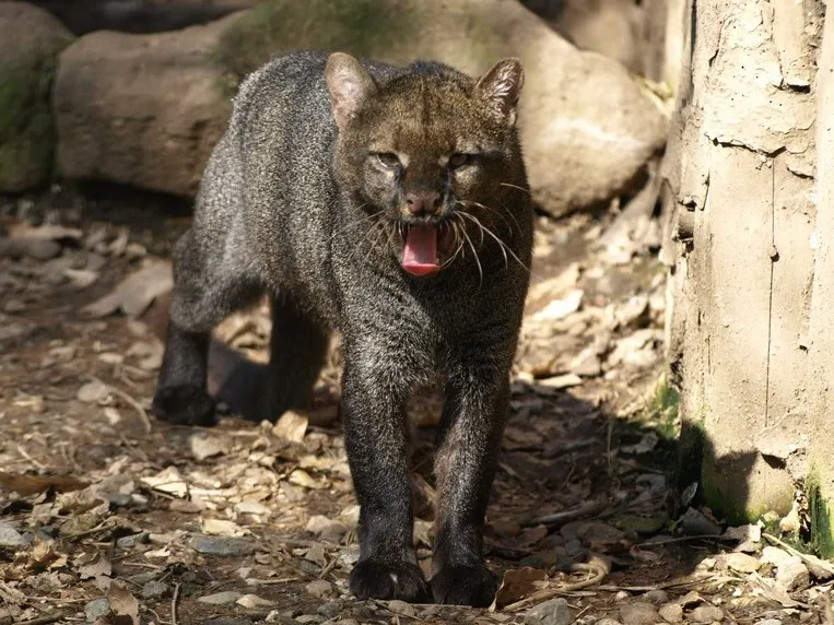 Herpailurus_yagouaroundi_Jaguarundi_ZOO_Děčín_result