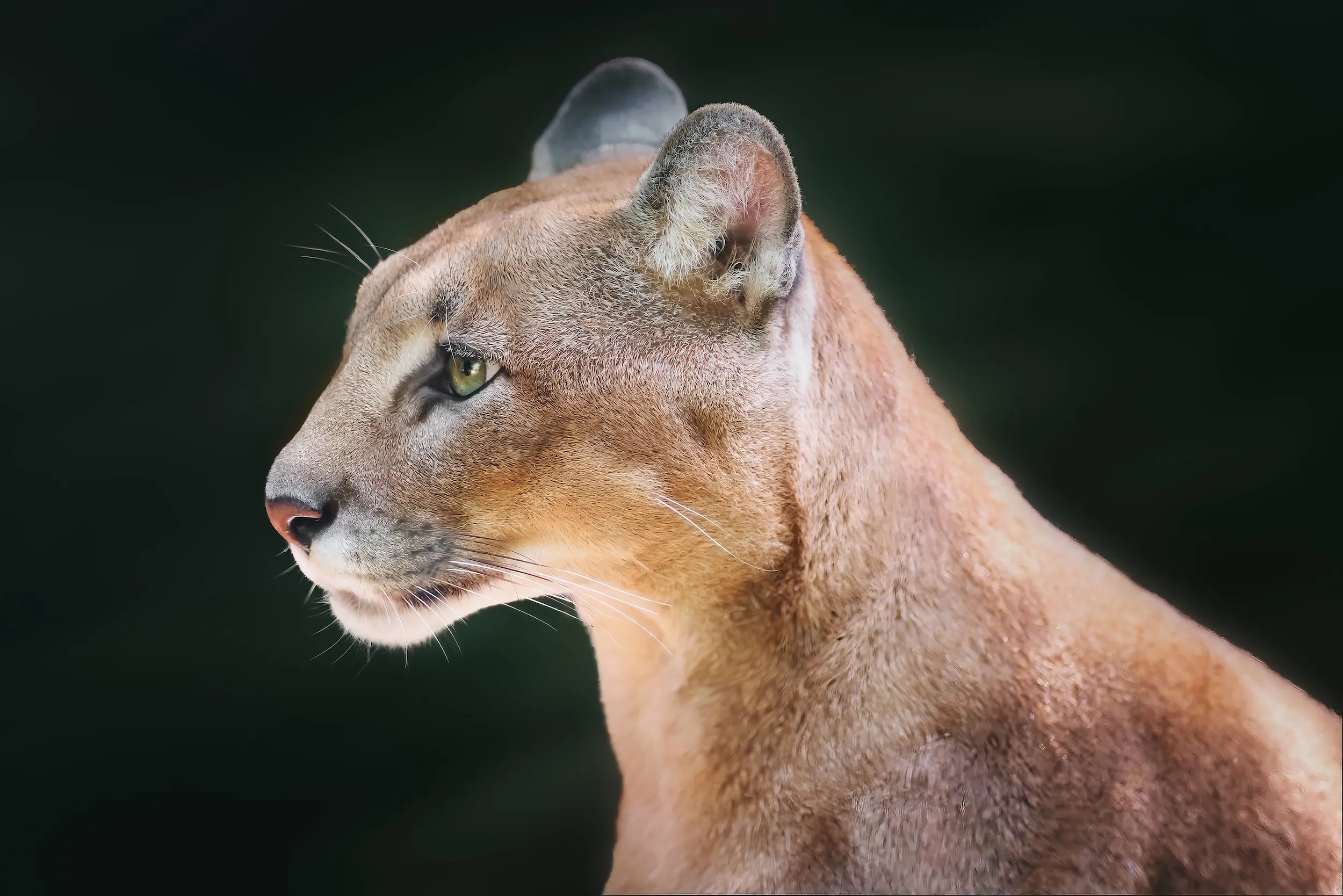 cougar-side-portrait-puma-concolor-also-known-as-2025-03-27-00-09-40-utc_result Retrato lateral de puma (Puma concolor) también conocido como león de montaña