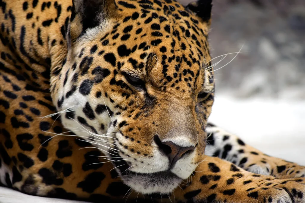 Un jaguar descansando, es uno de los gatos salvajes más grandes de México