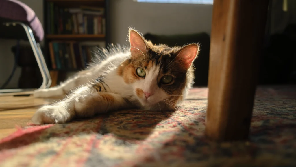 Gato criollo tricolor descansando sobre una alfombra iluminada por la luz del sol en el interior de una casa.
