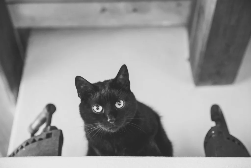 Gato negro mirando directamente a la cámara en una fotografía en blanco y negro.