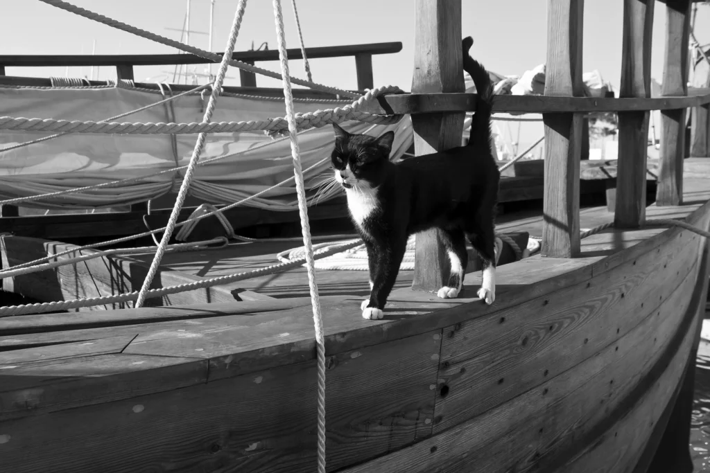 Gato tuxedo parado sobre la orilla de un velero de madera en un puerto