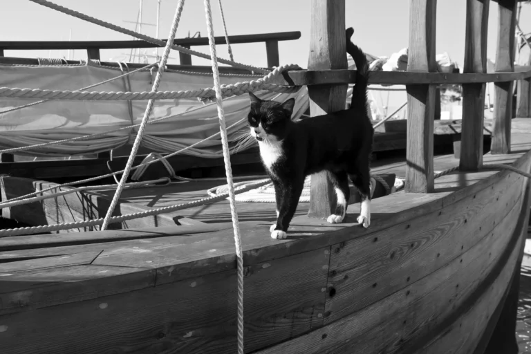Gato tuxedo parado sobre la orilla de un velero de madera en un puerto