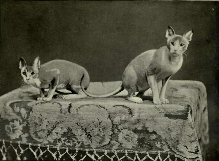 Dos gatos sin pelo posan sobre una superficie cubierta con una tela, en una fotografía publicada en The Book of the Cat de Frances Simpson, 1903.