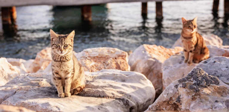 Dos gatos sentados sobre las piedras junto a un muelle