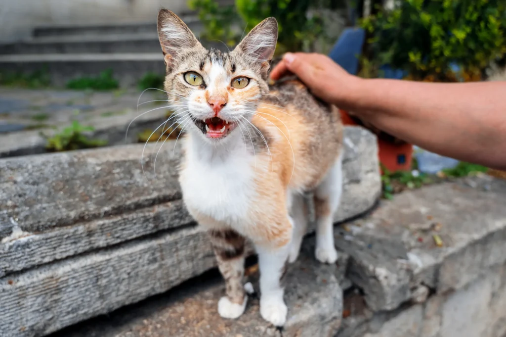 Persona acariciando a un gato comunitario en una calle de Estambul.