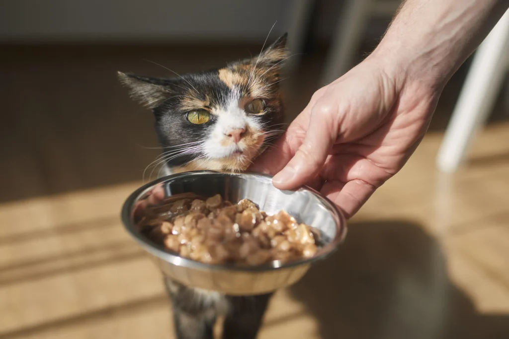 Gata calico recibiendo un plato de comida húmeda para gatos.