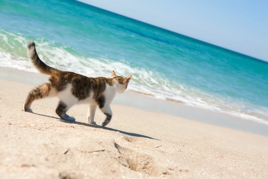 Gato doméstico caminando por una playa junto al mar.