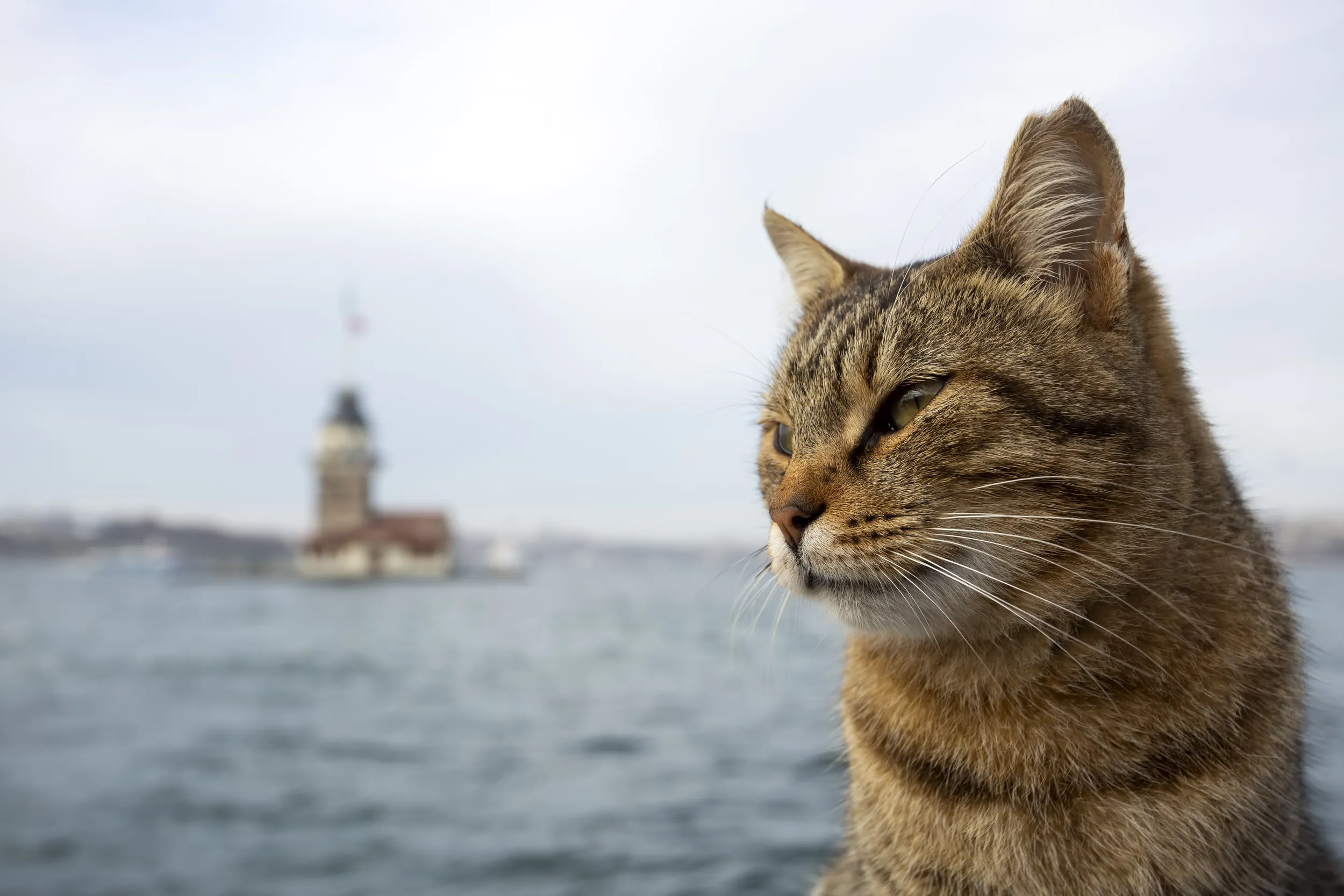Gato en Estambul con la Torre de la Doncella al fondo