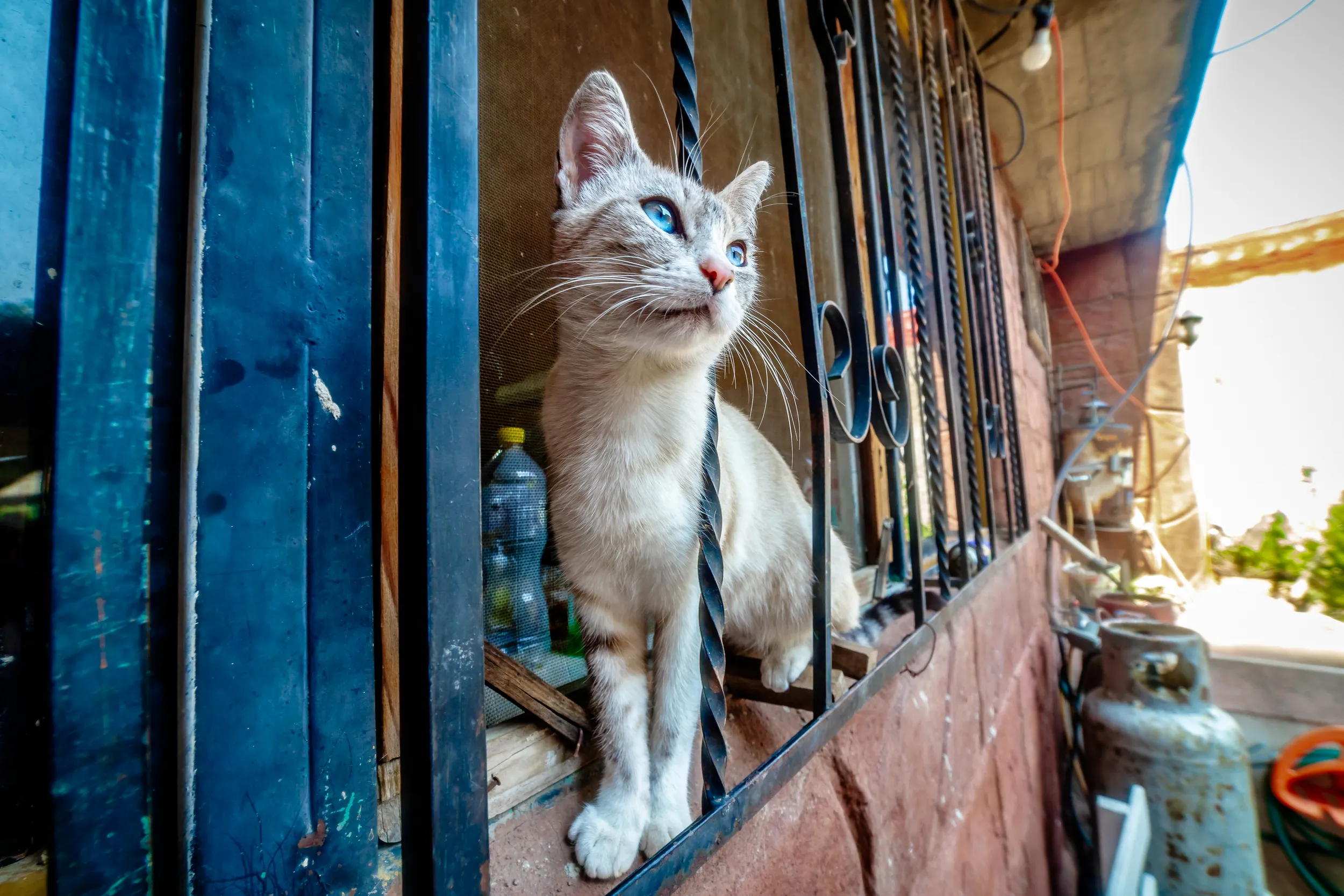 Gato doméstico asomándose por una ventana azul en México.