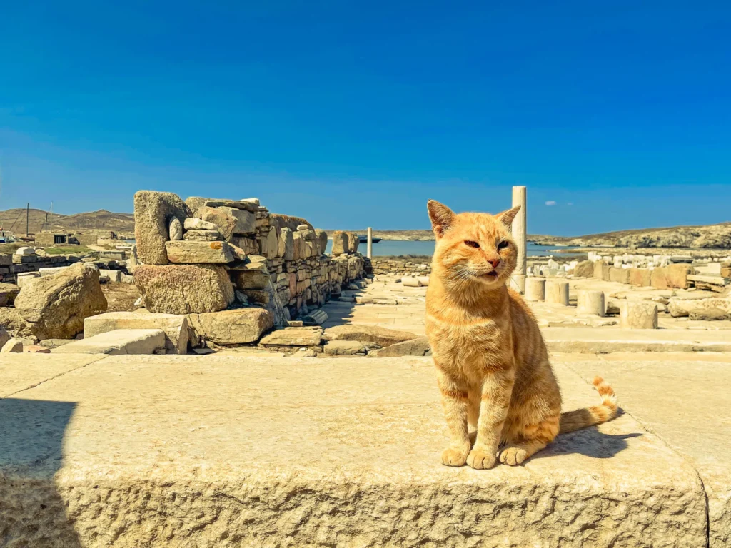Gato naranja sentado entre las ruinas de la antigua ciudad de Delos, Grecia, con el mar Egeo al fondo.