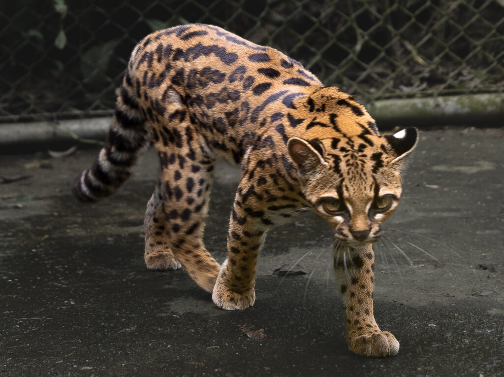 Tilcayo (Leopardus tilcayo), pequeño felino silvestre de pelaje dorado con manchas y rosetas oscuras, fotografiado en La Senda Verde, Bolivia.