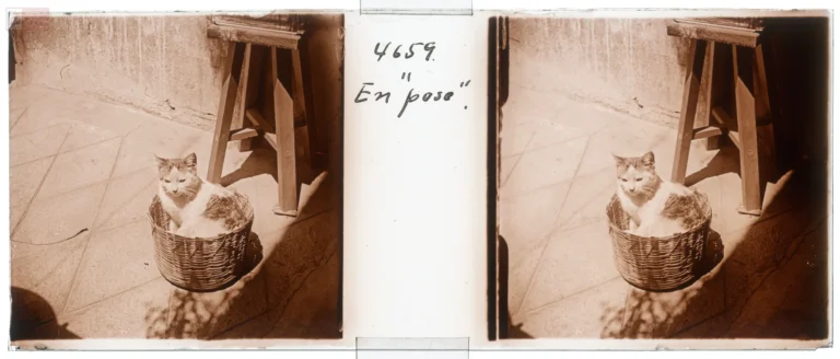 Gato sentado dentro de una cesta de mimbre, fotografiado por Ignacio Avilés en una vista estereoscópica de 1925.