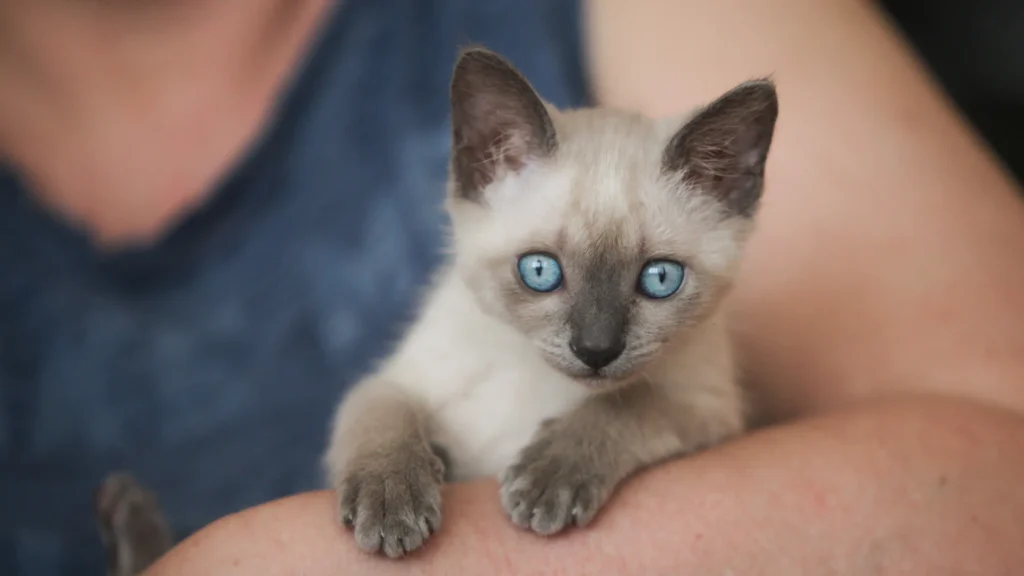 Gatito siamés de ojos azules y pelaje crema con puntos grises, sostenido en brazos de una persona.