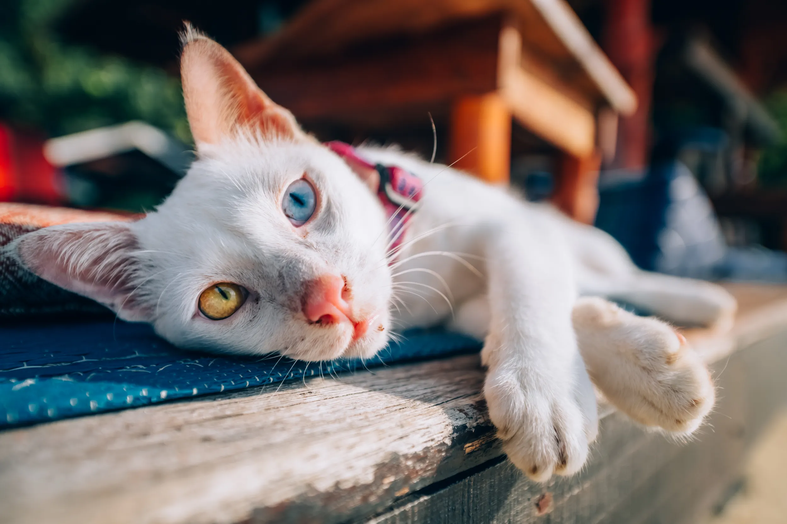 Gato blanco con heterocromía, un ojo azul y otro ámbar, descansando sobre una superficie de madera con la cabeza recostada y las patas delanteras extendidas.