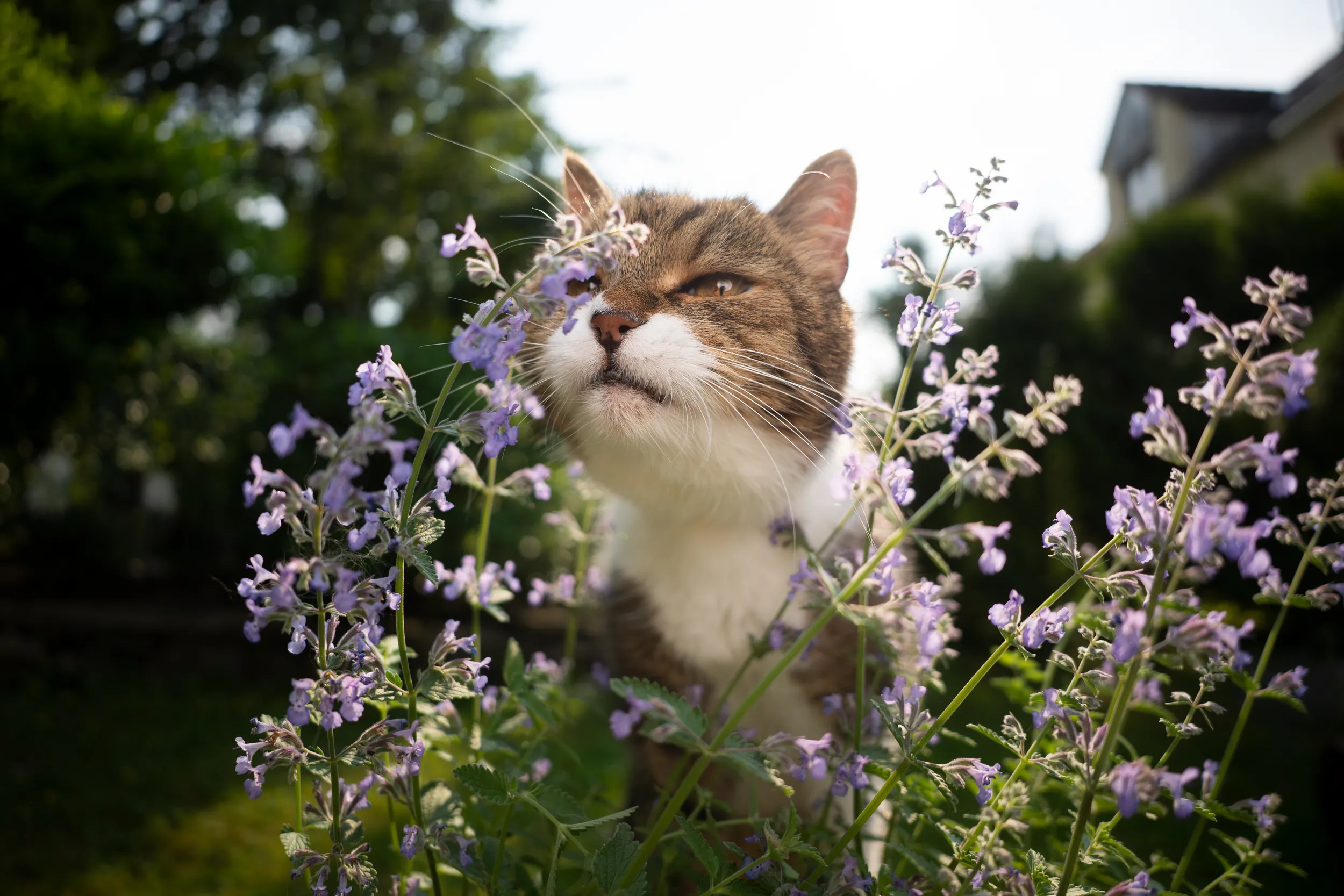 Gato atigrado de pecho blanco oliendo las flores violetas de una planta de hierba gatera (catnip) en un jardín.