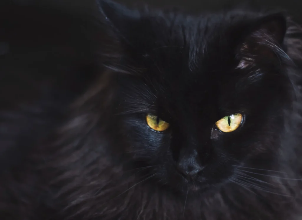 Primer plano de un gato negro de pelaje largo y abundante, con ojos amarillos brillantes que destacan sobre su rostro oscuro.