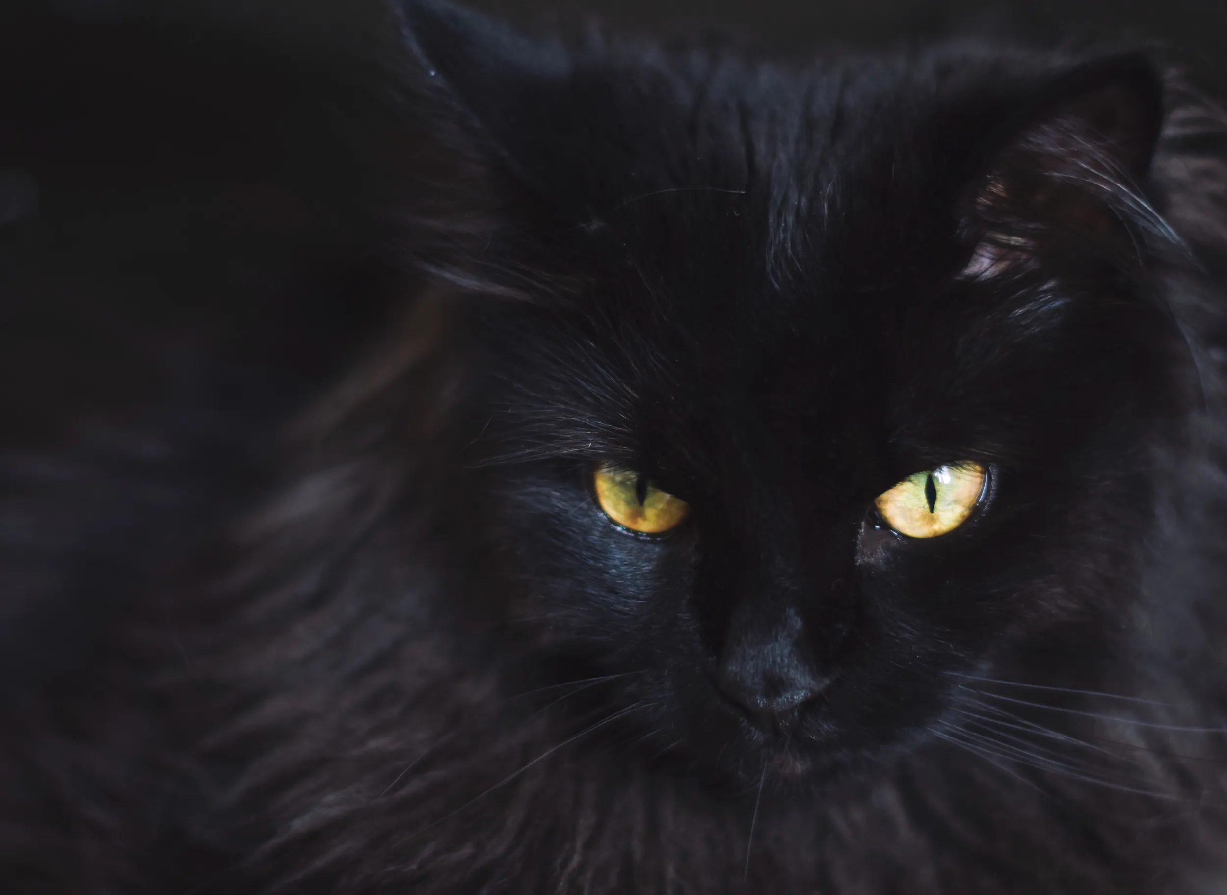 Primer plano de un gato negro de pelaje largo y abundante, con ojos amarillos brillantes que destacan sobre su rostro oscuro.